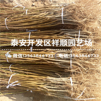 現(xiàn)在1米高桃樹實(shí)生苗價(jià)格
