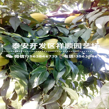 山東1米高中油4號多少錢一棵