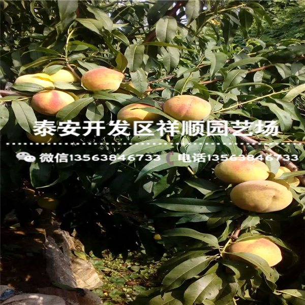 山東1米高桃樹(shù)實(shí)生苗什么價(jià)格