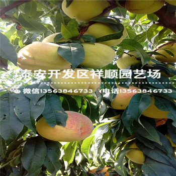 2018年當(dāng)年結(jié)果中油21號大型基地