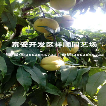 現(xiàn)在3年的桃樹原生苗多少錢