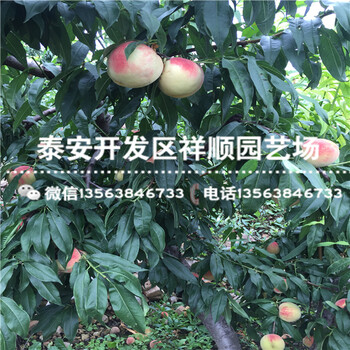 哪里有賣陸地中油12號基地在哪
