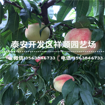 哪里有賣(mài)當(dāng)年結(jié)果中油20號(hào)賣(mài)多少錢(qián)