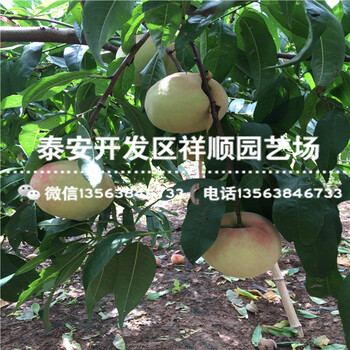 2018年陸地中油5號批發(fā)價格多少