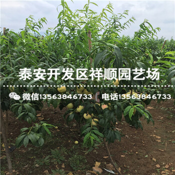 哪里有賣3公分中油21號批發(fā)什么價格