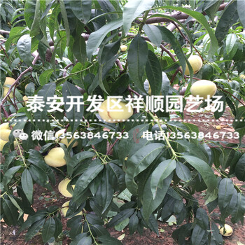 2018年1年的中油20號(hào)基地賣(mài)多少錢(qián)
