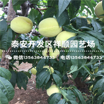 哪里有賣1公分中油18號(hào)批發(fā)價(jià)格多少