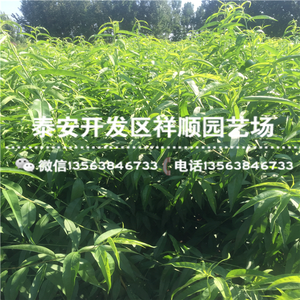 山東1米高桃樹(shù)實(shí)生苗什么價(jià)格