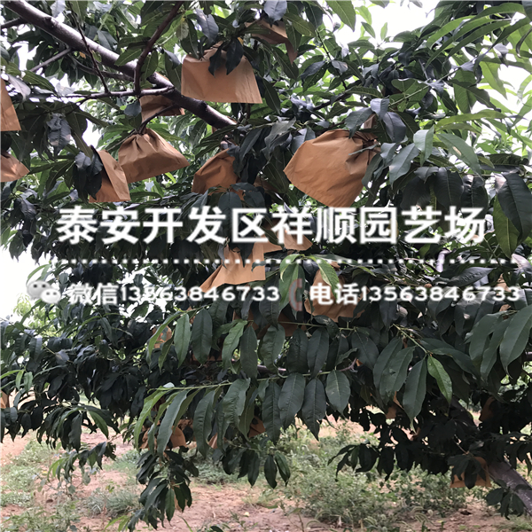 現(xiàn)在陸地油蟠桃基地賣多少錢