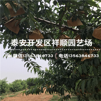 2018年1米高中油5號(hào)大型基地