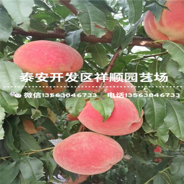 现在3公分中油21号批发什么价格