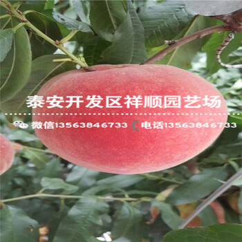 现在1米高桃树原生苗什么价格