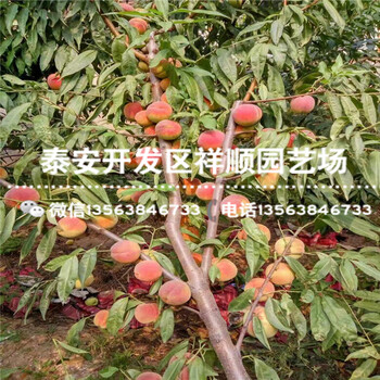 2018年露天中油12號什么價格