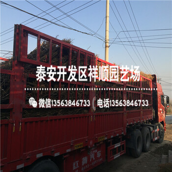 山東當(dāng)年結(jié)果中油20號大型基地