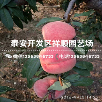 現在當年結果中油12號新報價