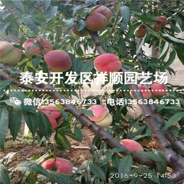 2018年大棚油蟠桃一棵多少錢