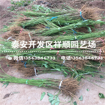2018年2年的中油4號基地