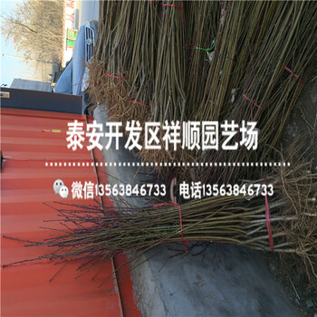 現(xiàn)在1年的桃樹實生苗育苗基地
