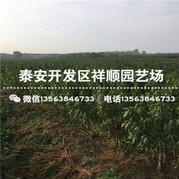 2018年2年的中油12號價(jià)格多少
