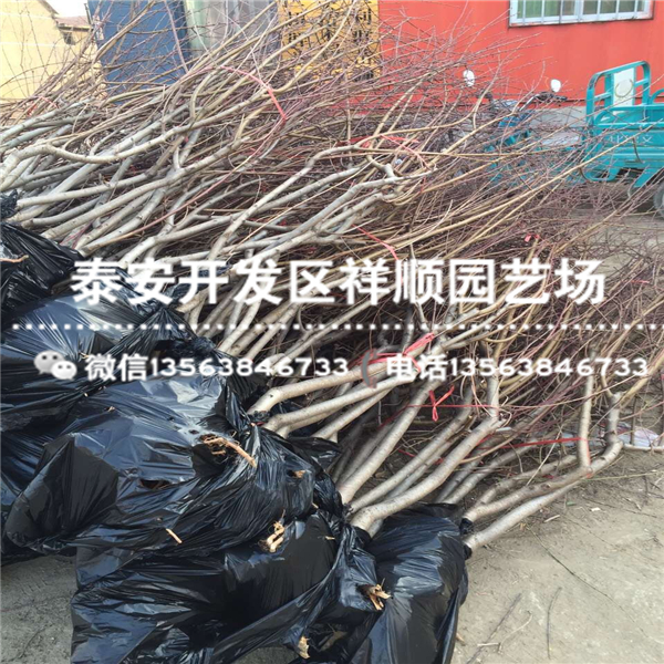 現(xiàn)在1米高中油5號(hào)大型基地