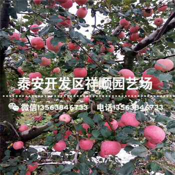 山東紅嘎啦蘋果苗賣多少錢