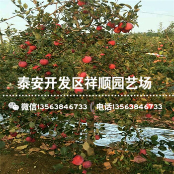 附近哪里有2年的蘋(píng)果苗批發(fā)價(jià)格多少