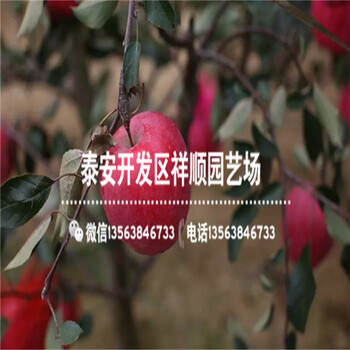 附近哪里有1米高的蘋果苗批發(fā)價(jià)格多少