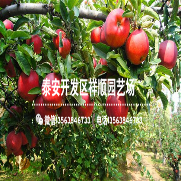 出售嫁接蘋(píng)果苗批發(fā)基地