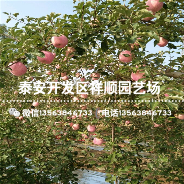 附近哪里有嫁接蘋果苗基地