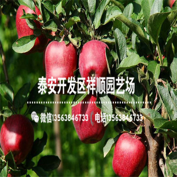 出售心蘋果苗附近哪里有