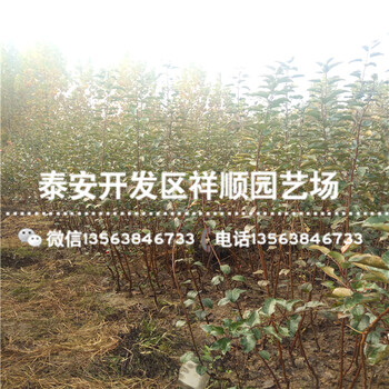 秦冠蘋果苗哪里有、山東秦冠蘋果苗圖片