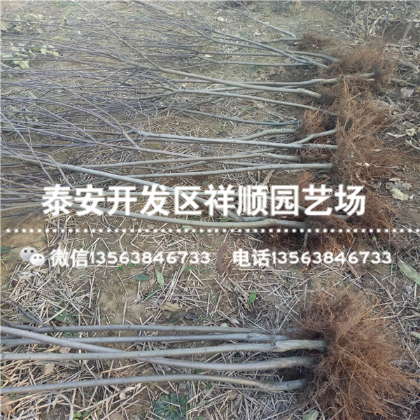 附近哪里有盆栽苹果苗出售基地