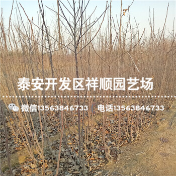 現在5年生蘋果苗出售價格