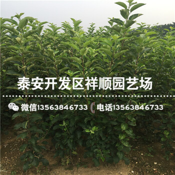 山東映雪紅玲蘋果苗基地賣多少錢