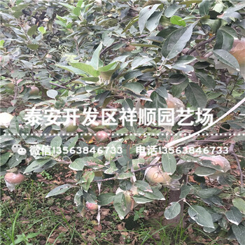 山東煙富8號蘋果苗一棵多少錢