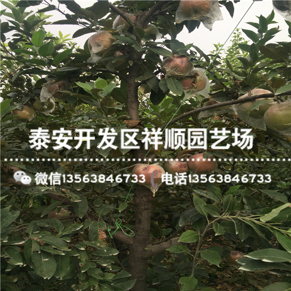 出售美國8號蘋果苗基地在哪