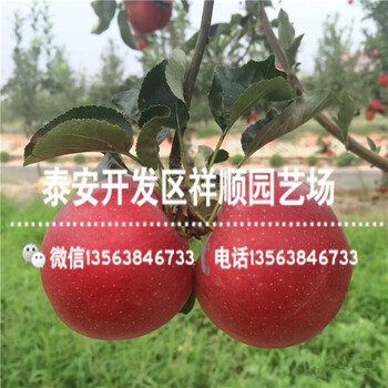 1年的蘋果苗賣多少錢