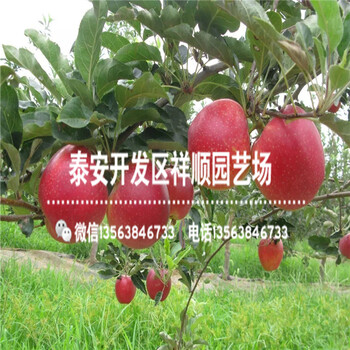 今年煙富0號(hào)蘋果苗哪里有