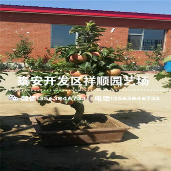 今年4年生蘋果苗新報(bào)價(jià)