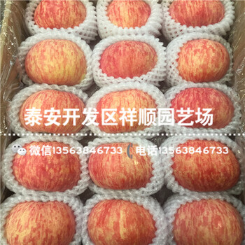 出售5公分蘋果苗批發(fā)價格多少