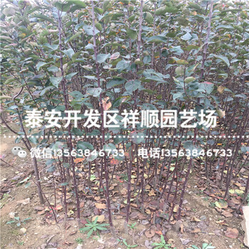 今年煙富3號蘋果苗圖片