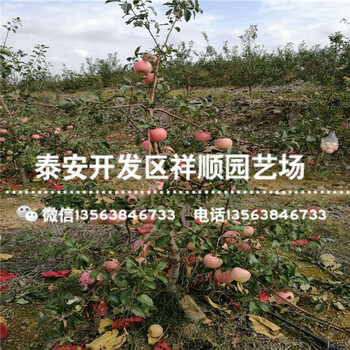 今年極早蜜蘋果苗基地在哪