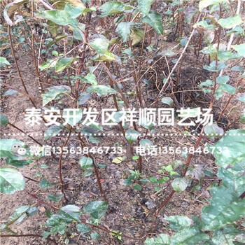 现在烟富8号苹果苗多少钱