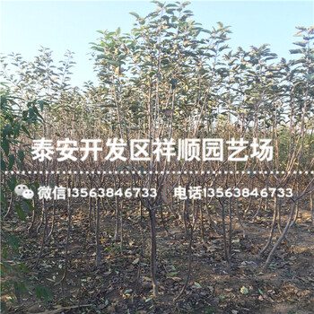 秦冠蘋(píng)果苗出售價(jià)格