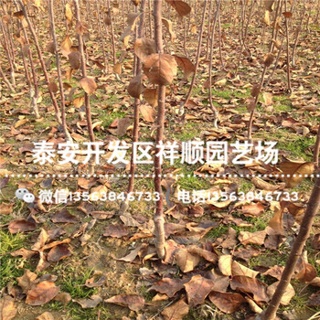 出售占地蘋果苗基地賣多少錢