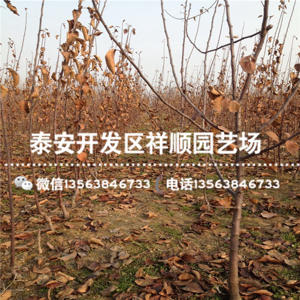 出售心蘋果苗附近哪里有