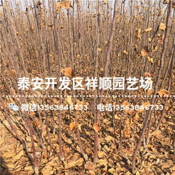 3公分蘋果苗批發(fā)價格多少