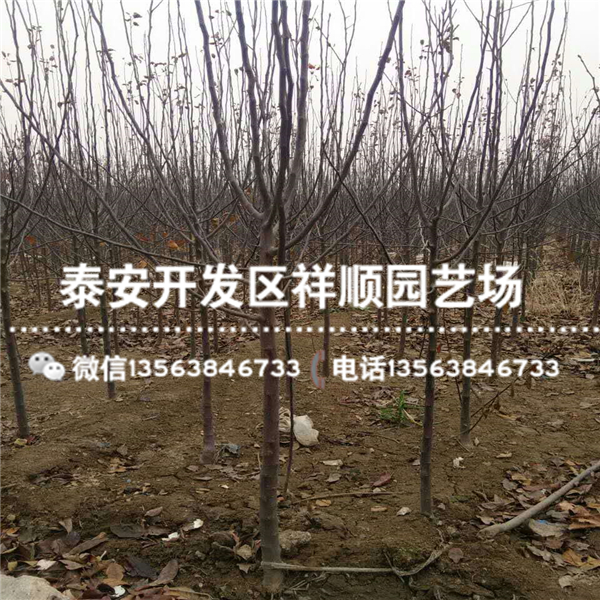 煙富3號(hào)蘋(píng)果苗出售價(jià)格