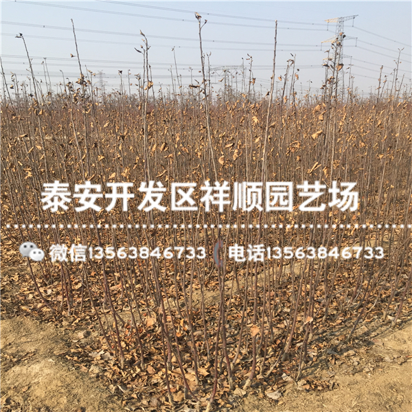 附近哪里有映雪紅玲蘋果苗報(bào)價(jià)