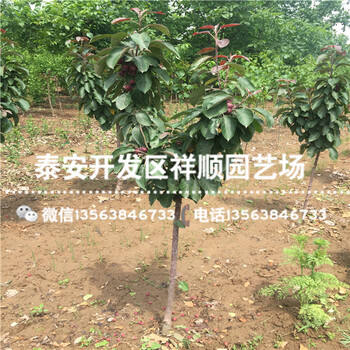 附近哪里有嫁接蘋果苗哪里有